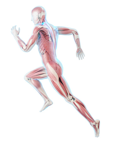 Sports Hernia—Anatomy: What Is a Sports Hernia?
